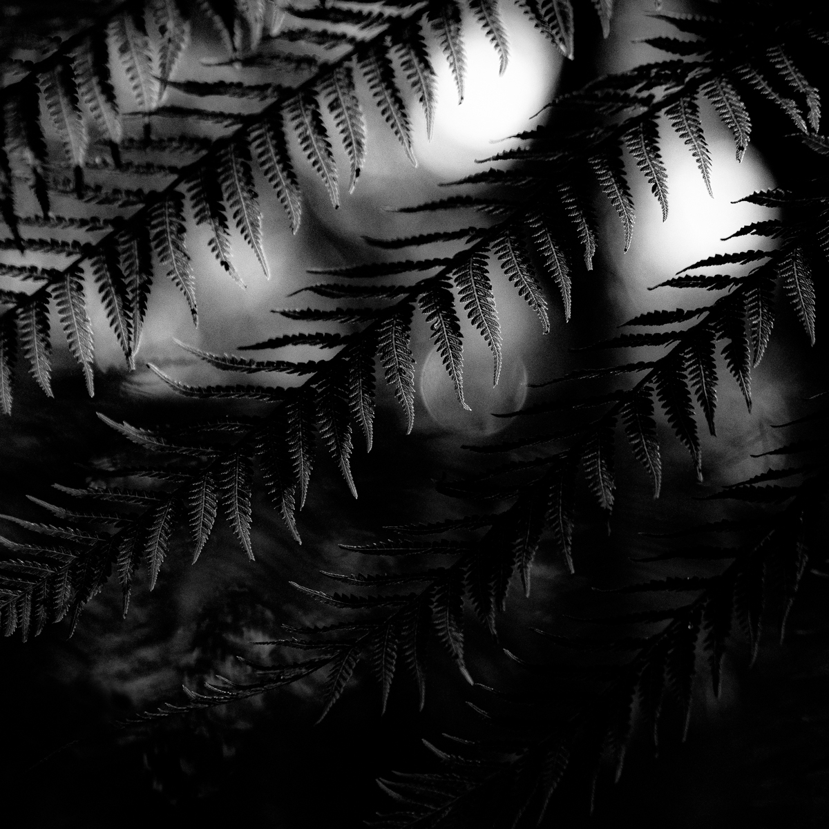 Takayna Dreaming Framed