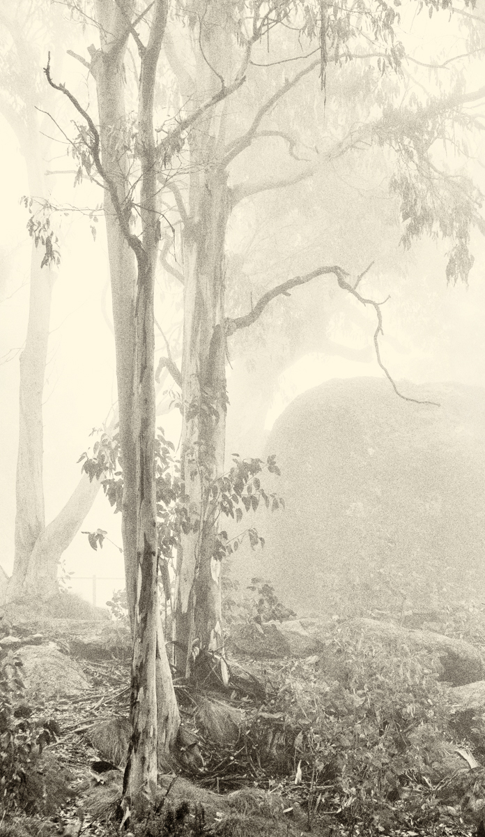 Misty Mt Buffalo