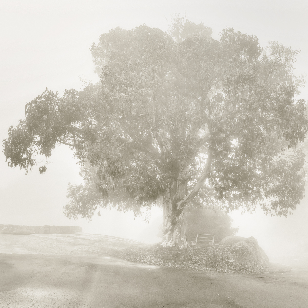 The Other Tree